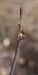 kozlíček lískový (Brouci), Oberea linearis, Cerambycidae, Phytoeciini (Coleoptera)